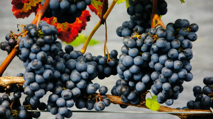 حضانة Krzewiński التوت بوش بالجملة 05