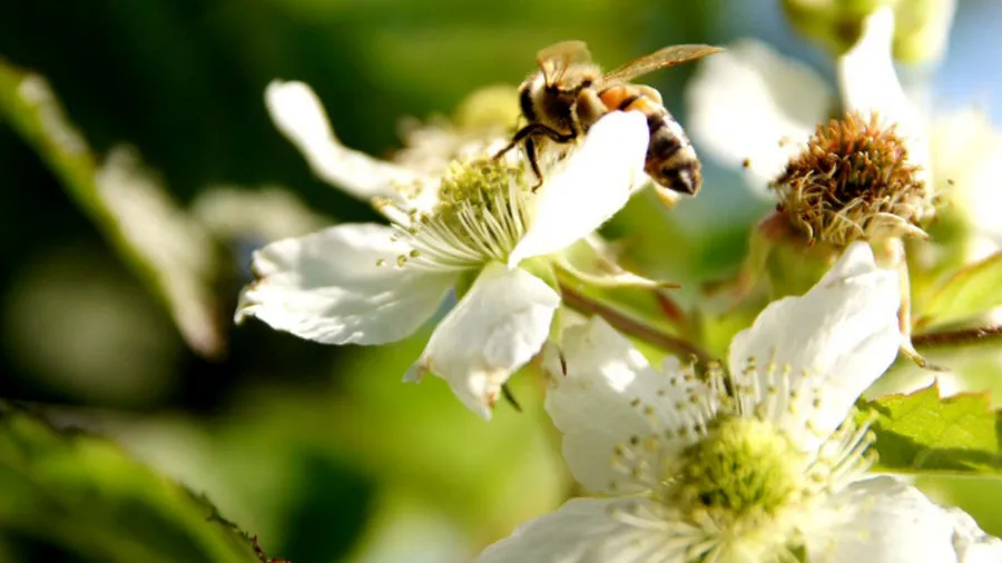 حضانة Krzewiński التوت بوش بالجملة 07