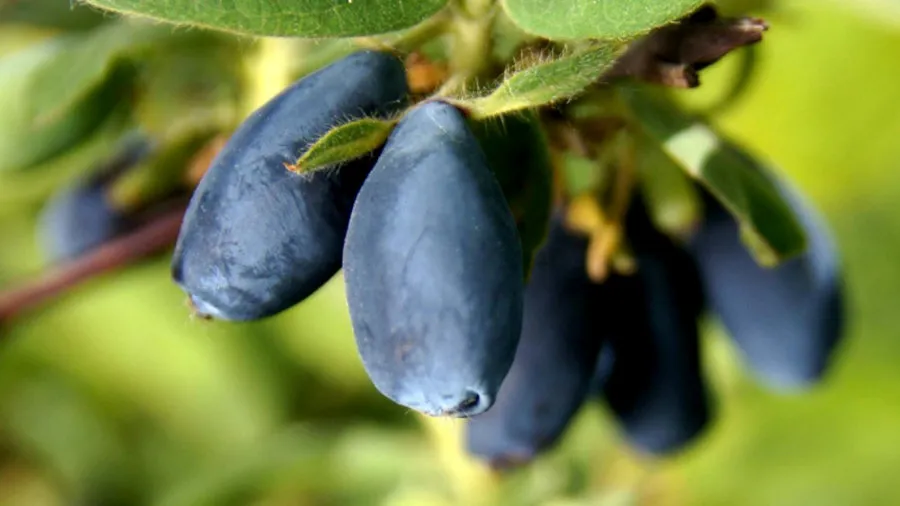 حضانة Krzewiński التوت بوش بالجملة 10