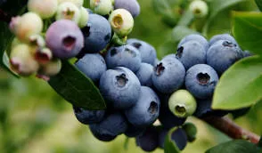 حضانة Krzewiński التوت بوش بالجملة - img 01