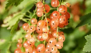 حضانة Krzewiński التوت بوش بالجملة - img 04