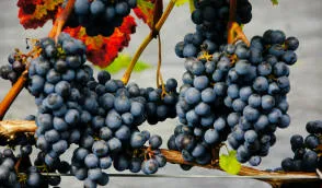 حضانة Krzewiński التوت بوش بالجملة - img 06