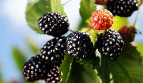 حضانة Krzewiński التوت بوش بالجملة - img 09