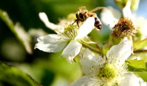 حضانة Krzewiński التوت بوش بالجملة - img 12