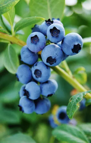 حضانة Krzewiński التوت بوش بالجملة - img 13