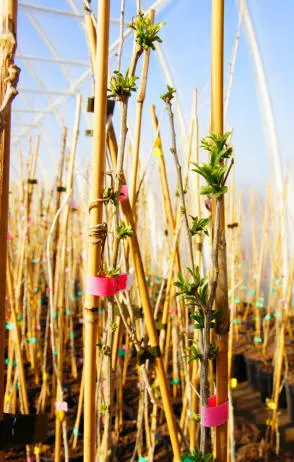 حضانة Krzewiński التوت بوش بالجملة - img 14